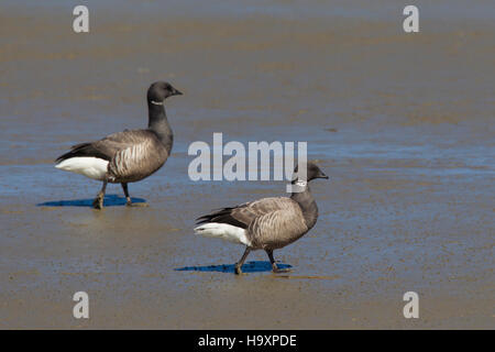 Zwei Ringelgänse/Ringelgänse (branta bernicla) Nahrungssuche auf Watt Stockfoto