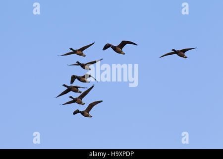 Brant Gänse / Ringelgänse (Branta Bernicla) flock im Flug während der Migration gegen blauen Himmel Stockfoto