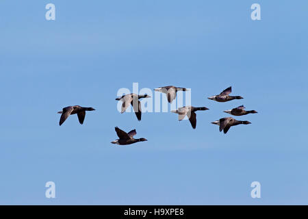 Brant Gänse / Ringelgänse (Branta Bernicla) flock im Flug während der Migration gegen blauen Himmel Stockfoto