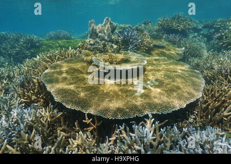 Unterwasser Meerestiere, Acropora Tabelle Korallen auf ein gesundes Riff, Neu-Kaledonien, Süd-Pazifik Stockfoto