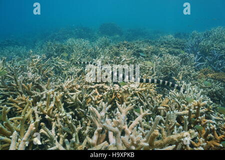 Unterwasser Seeschlange gebändert Meer Krait, Laticauda Colubrina, über Acropora Hirschhorn Koralle, Süd-Pazifik, Neu Kaledonien Stockfoto