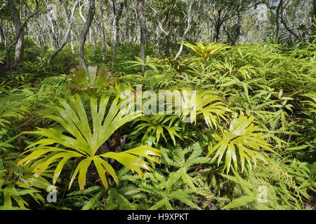 Vegetation in einem trockenen Wald im Süden der Insel Neukaledonien, Südpazifik Stockfoto