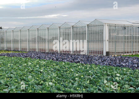 Weiße und rote Leitung Kohl Feld vor Gewächshäuser in den Niederlanden. Stockfoto