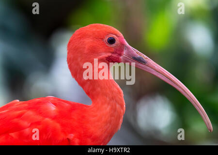 Scarlet Ibis Stockfoto