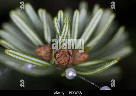 Nordmanntanne, close-up, grünweiß schießt auf jungen Baum Stockfoto