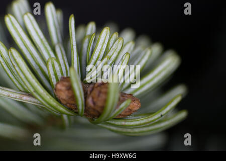 Nordmanntanne, close-up, grünweiß schießt auf jungen Baum Stockfoto