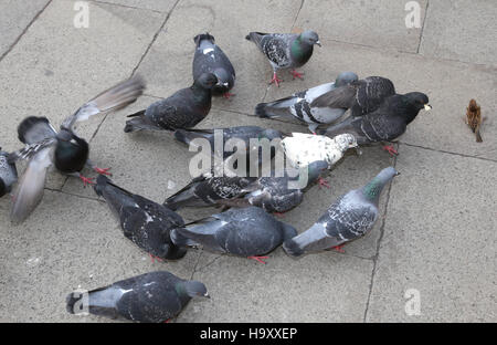 viele Tauben und ein Spatz auf einem Platz in Venedig Stockfoto