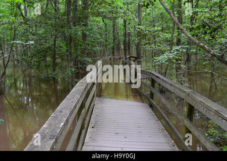 Congaree Flut Mai 2013 Stockfoto