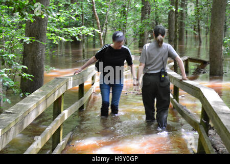 Congaree Flut Mai 2013 Stockfoto