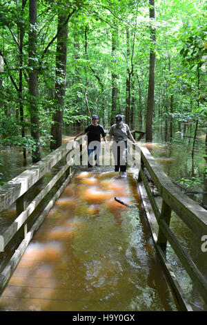 Congaree Flut Mai 2013 Stockfoto