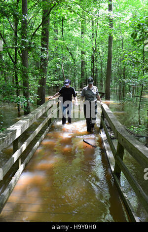 Congaree Flut Mai 2013 Stockfoto