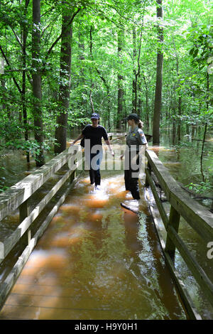 Congaree Flut Mai 2013 Stockfoto