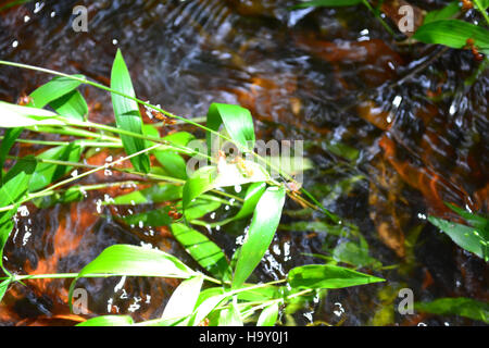 Congareenps 8726342278 Congaree Flut Mai 2013 Stockfoto