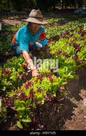 Fidel Gonzales vom Los Jardines Institute in Albuquerque, New Mexico, arbeitet auf einer Farm im Rahmen der Strike Force Initiative des USDA. Das Programm unterstützt die lokale landwirtschaftliche Entwicklung mit Schwerpunkt auf nachhaltiger Landwirtschaft und Ernährungssicherheit für die Bevölkerung. Stockfoto
