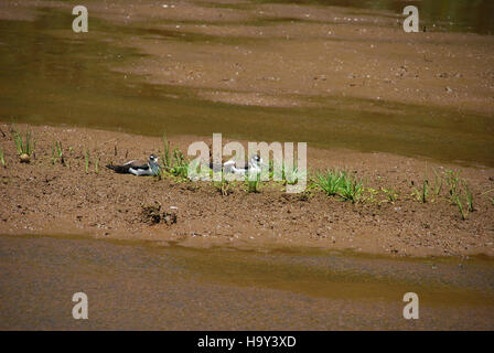 Usdagov 16434000891 bedrohte ae'o (Hawaiian Stilt, Himantopus Mexicanus Knudseni) Küken Stockfoto