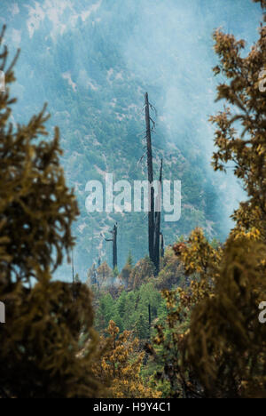 Das Big Windy Complex Wildlands Fire in Oregon, das vom USDA Forest Service verwaltet wird, brannte durch die Gebiete Galice und Merlin und unterstrich die Bedeutung der Zusammenarbeit zwischen den Behörden bei der Brandbekämpfung und -Bekämpfung. Stockfoto