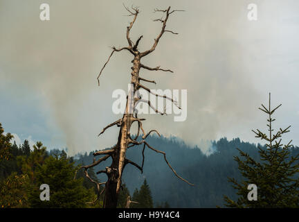 Der Big Windy Complex Wildlands Fire in Galice und Merlin, Oregon, wurde vom USDA Forest Service und interinstitutionellen Partnern verwaltet und konzentrierte sich auf die Eindämmung von Bränden und die Bergung von Bränden. Stockfoto