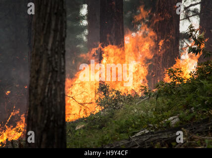 Der Big Windy Complex Wildlands Fire in Oregon, der vom USDA Forest Service verwaltet wird, zeigt die Rolle der Behörde bei der Verwaltung von Waldbränden und der Zusammenarbeit zwischen Behörden. Dieser Brand verdeutlicht die Herausforderungen bei der Beherrschung von Waldbränden in Waldgebieten. Stockfoto