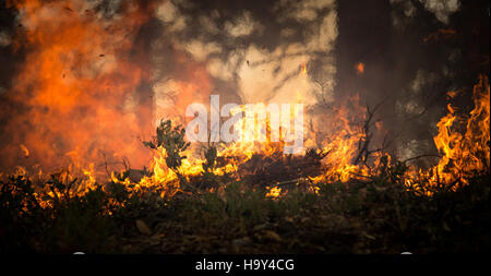 Dieses USDA-Foto dokumentiert das Feuer des Big Windy Complex Wildlands und zeigt die Löschanstrengungen und die Auswirkungen auf die Gebiete Galice und Merlin, Oregon. Stockfoto