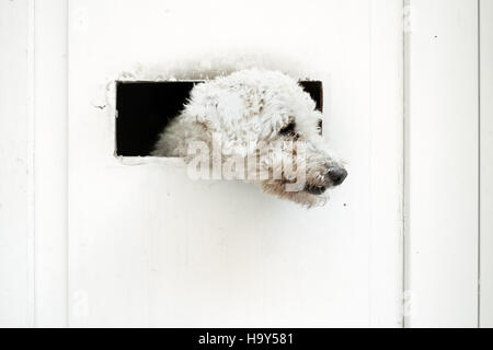 Kleiner Hund ist außerhalb der weißen Tür beobachten. Stockfoto