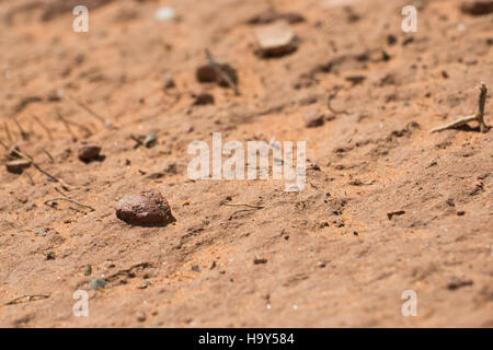 ArchesNPS 9601591226 bescheidenen Anfängen; junge Boden Kruste. Stockfoto