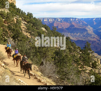 Grand Canyon Nps 12760817593 Grand Canyon National Park; Maultier-Reise beginnt in den Canyon 3530 geführt Stockfoto