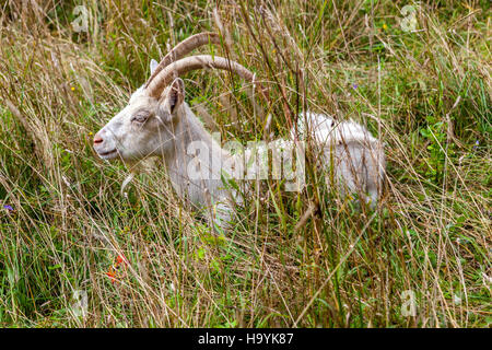 Weiße Ziege auf Wiese Capra aegagrus hircus, Tier, Haustier Stockfoto