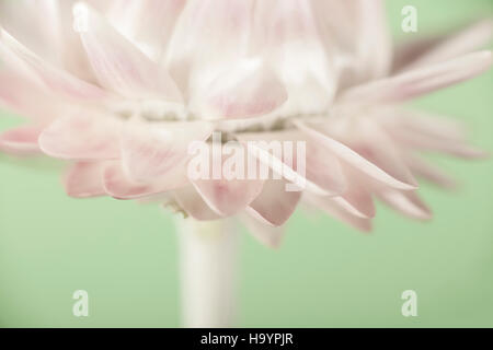 Stroh Blume Porträt.  Helichrysum. Stockfoto