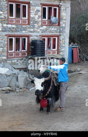 ein Hirte neigt dazu, seine Yak in Nepal entlang der Everest base camp Weg Foto von Jen Lombardo Stockfoto