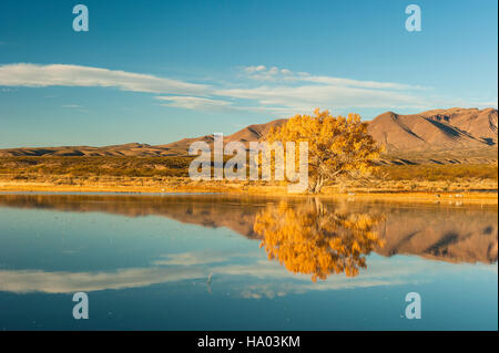 Atmosphärische Landschaft, Baum mit gelbem Laub, der sich in einer Seefläche des Bosque del Apache National Wildlife Refuge in New Mexico, NM, USA, spiegelt. Stockfoto