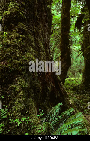 Hoh Regenwald Moos beladen Bäume üppig grünem Laub Olympic Halbinsel Washington State USA Stockfoto