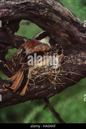 Bucht-backed Shrike, (Lanius Vittatus), Erwachsene auf Nest mit Küken unter Bharatpur, Keoladeo Ghana Nationalpark, Indien Stockfoto