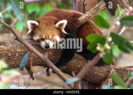 Roter Panda (Ailurus Fulgens) Stockfoto