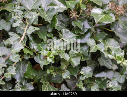 Nahaufnahme eines gemeinsamen Efeu im Garten Stockfoto