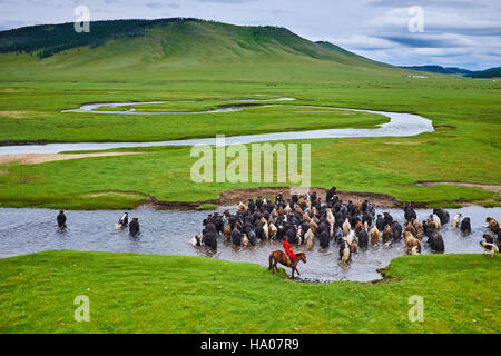 Mongolei, Provinz Arkhangai, mongolische Horserider mit einer Herde Yaks Stockfoto