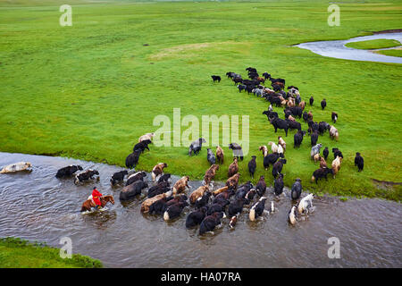 Mongolei, Provinz Arkhangai, mongolische Horserider mit einer Herde Yaks Stockfoto