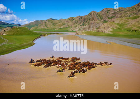 Mongolei, Ovorkhangai Provinz, Orkhon Tal, Orkhon Fluss Nomadencamp, mongolische Horserider mit ihrer Herde von Pferden, die Überquerung des Flusses Stockfoto
