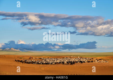 Mongolei, Provinz Zavkhan, Schafherde in der einsamen Landschaft aus Sanddünen in der steppe Stockfoto