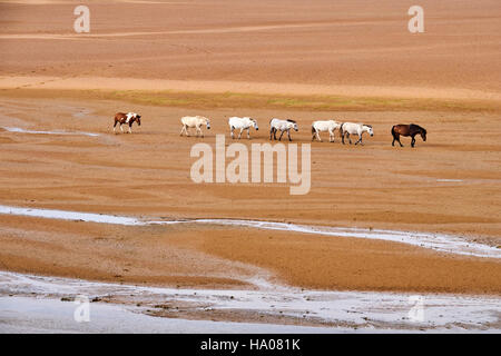 Mongolei, Provinz Zavkhan, menschenleeren Landschaft aus Sanddünen in der steppe Stockfoto