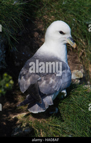 Eine nördliche Fulmar (Fulmaris Cyclopoida) putzen auf Klippen, Bempton Cliffs, East Yorkshire, UK Stockfoto