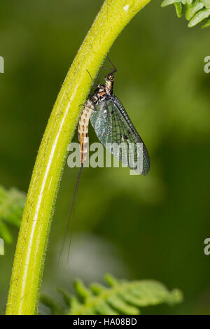 Eine frisch geschlüpfte Eintagsfliege klammerte sich an den Stamm einer Pflanze Bracken, Northumberland, UK Stockfoto