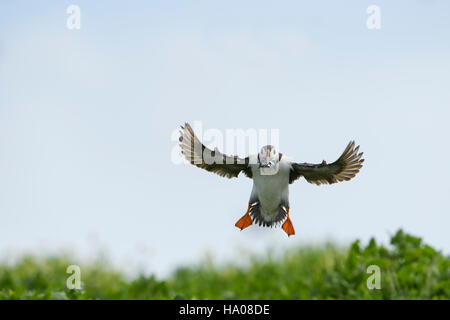 Ein Papageitaucher (Fratercula Arctica) während des Fluges mit einem Schnabel voller Sandaale für junge, Farne Islands, Northumberland, UK Stockfoto