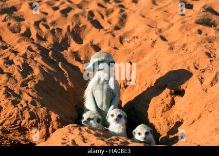 Erdmännchen (Suricata Suricatta) Mutter mit jungen in der Höhle, Kalahari-Wüste, Namibia Stockfoto