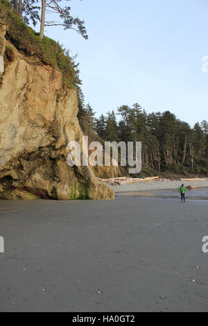 Ein Besucher schlendert bei Sonnenuntergang im Olympic National Park entlang der Klippen von Ruby Beach. Die schroffe Schönheit der Küste ist ein Paradebeispiel für die vielfältigen Ökosysteme des pazifischen Nordwestens und zieht Besucher dazu, die malerische Landschaft zu erkunden. Stockfoto