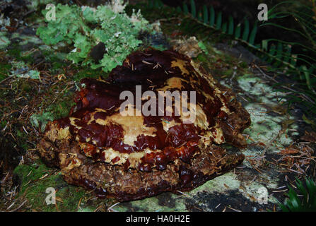 Große polypore Pilze, die im Hoh Rainforest des Olympic National Park gefunden werden. Diese Pilze sind ein wichtiger Teil des Ökosystems des Parks und tragen zum Nährstoffkreislauf und zur Waldgesundheit bei. Stockfoto