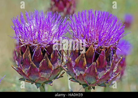 Artischocke-Köpfe mit Blume in voller Blüte, Cynara Cardunculus var Scolymus, Artischocke, Familie Asteraceae, Stockfoto