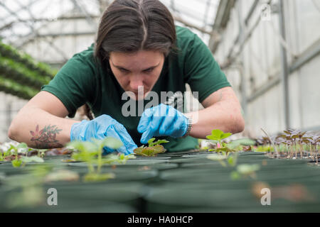Das Supplemental Nutrition Assistance Program (SNAP) des USDA, Teil des Farm Bill von 2014, zielt darauf ab, Haushalten mit niedrigem Einkommen Nahrungsmittelhilfe zu gewähren. Sie enthält Bestimmungen für die berufliche Ausbildung und die Unterstützung der Landwirtschaft, die darauf abzielen, den Zugang zu Ernährung und Beschäftigungsmöglichkeiten zu verbessern. Stockfoto