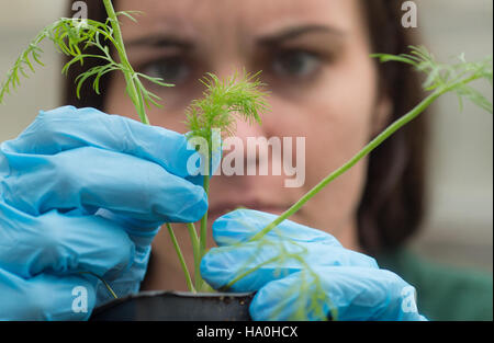 Das Supplemental Nutrition Assistance Program (SNAP) des USDA hilft Millionen von Amerikanern beim Zugang zu gesunder Nahrung. Das Programm ist Teil einer umfassenderen Agrarpolitik zur Unterstützung der Ernährungssicherheit, der ländlichen Wirtschaft und der wirtschaftlichen Stärkung. Stockfoto