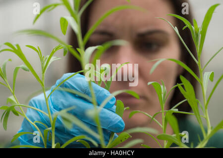 Das Supplemental Nutrition Assistance Program (SNAP) des USDA unterstützt Familien mit niedrigem Einkommen durch den Zugang zu Nahrungsmittelhilfe. Dieses Programm ist neben dem Farm Bill 2014 Teil umfassenderer Bemühungen zur Bekämpfung des Hungers und zur Verbesserung der Ernährungsgesundheit in den USA Stockfoto