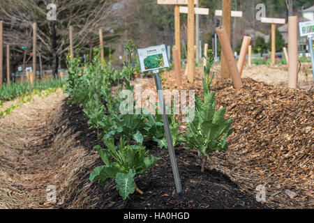 Das Supplemental Nutrition Assistance Program (SNAP) des USDA bietet Ernährungshilfe für Menschen mit niedrigem Einkommen und Familien mit niedrigem Einkommen. Sie ist Teil des Farm Bill von 2014, das Bestimmungen für die berufliche Ausbildung und die Ernährungserziehung enthält, um die Ernährungssicherheit zu verbessern und eine nachhaltige Landwirtschaft zu unterstützen. Stockfoto